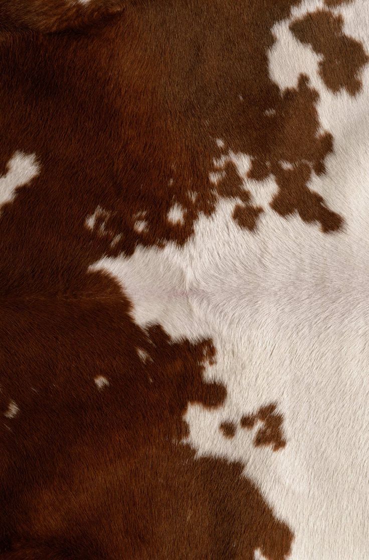 closeup of brown and white spotted cow skin