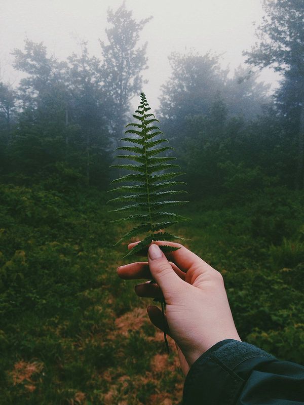 a hand holding a fern in the middle of a forest on a foggy day