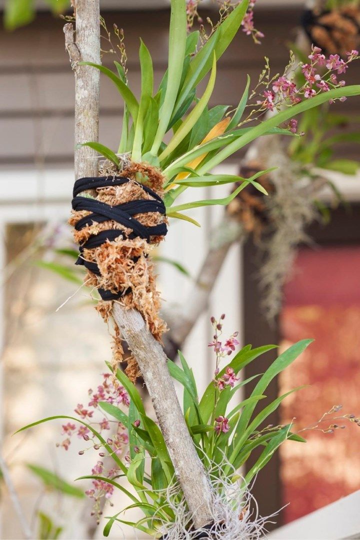 a tree branch with some kind of plant growing out of it