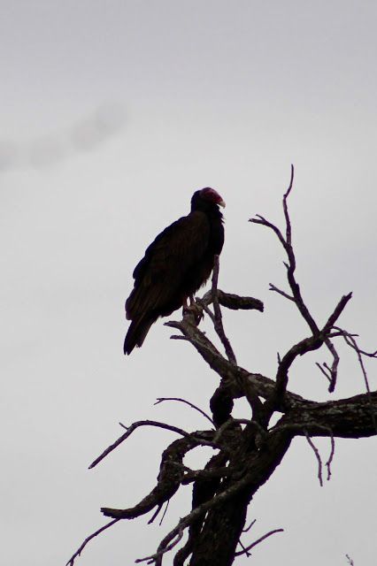 a large bird sitting on top of a tree branch with no leaves in the foreground