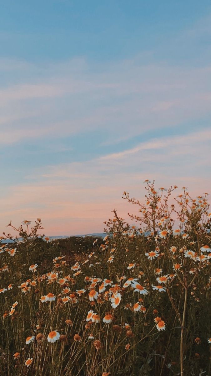 a field full of flowers under a blue sky