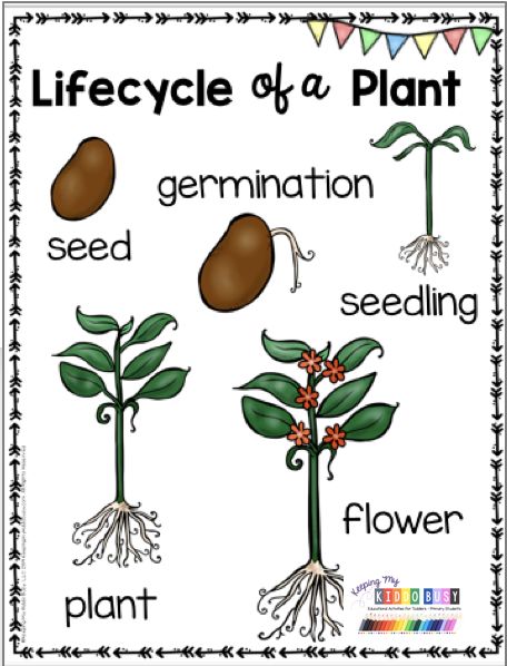 the life cycle of a plant with pictures and words to describe what is in it