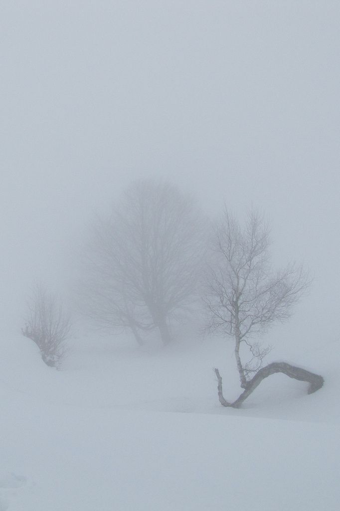 a lone tree in the middle of a snow storm