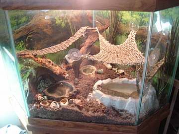 a fish tank filled with rocks and shells