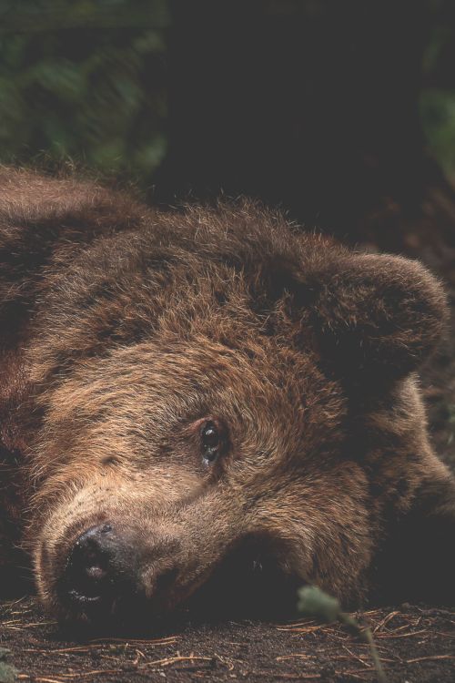 a large brown bear laying on top of a forest floor