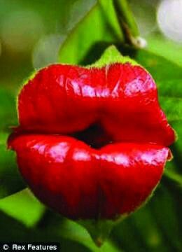 a close up of a red flower with green leaves in the background