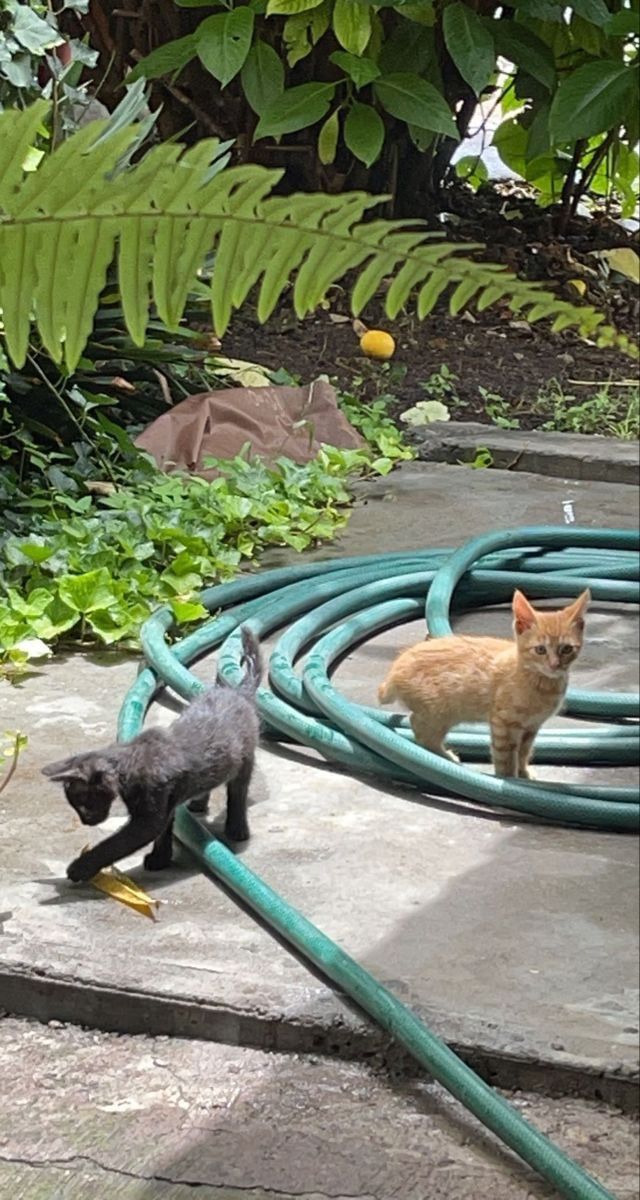 two cats are playing with hoses in the yard