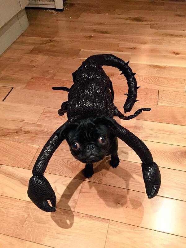 a small black dog standing on top of a wooden floor next to a halloween decoration