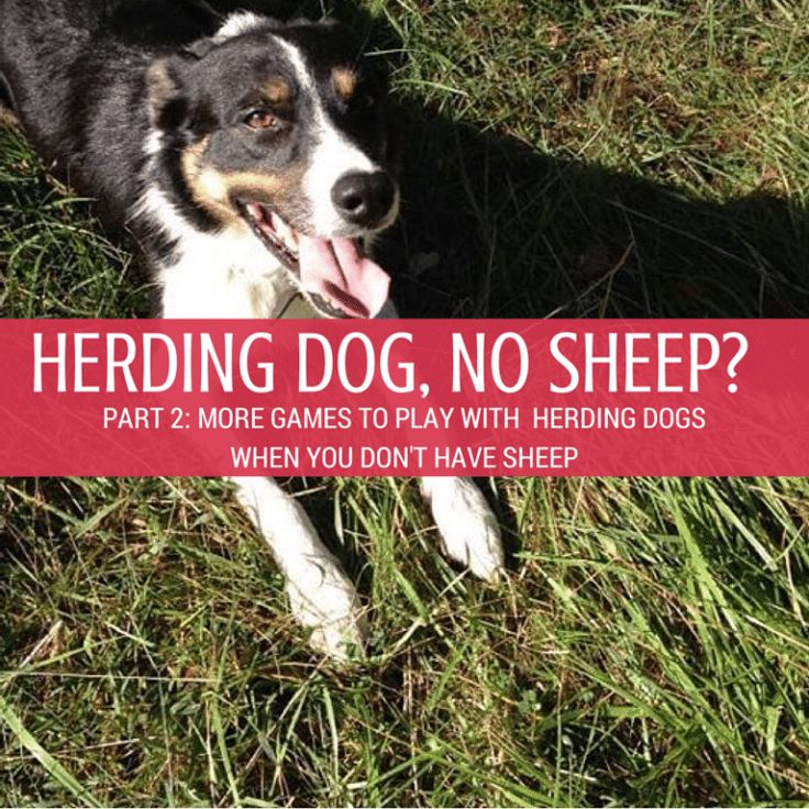 a dog laying in the grass with its tongue hanging out and text over it that says herding dog, no sheep? part 2 more games to play with herding dogs when you don't have sheep