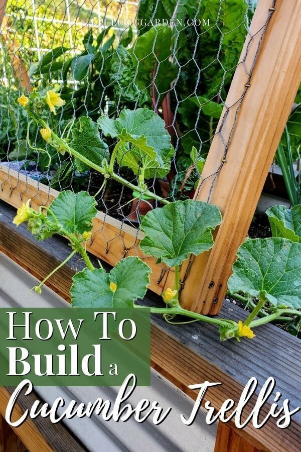 a garden filled with lots of green plants next to a wooden fence and text overlay that reads, how to build a cucumber trellis