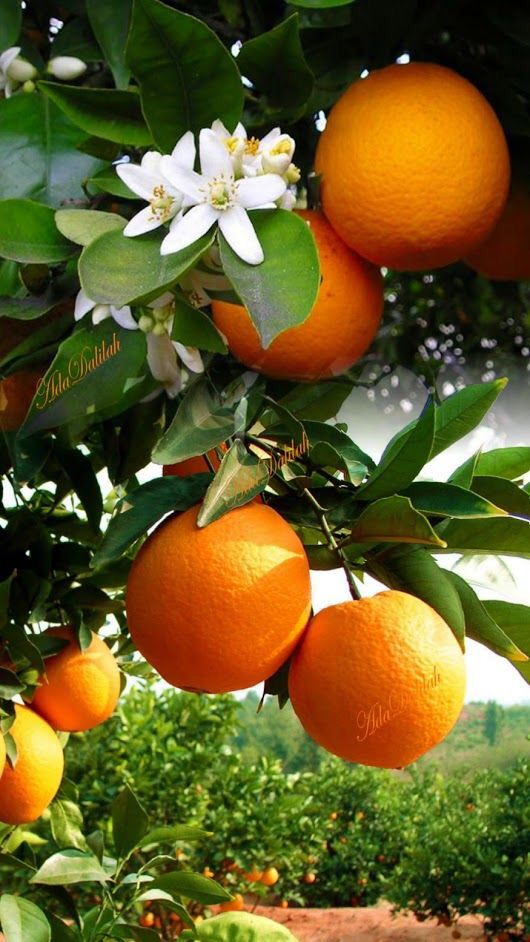 an orange tree filled with lots of ripe oranges