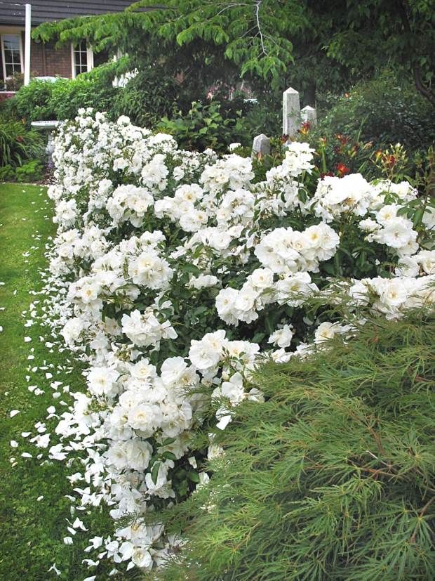 white flowers line the side of a house