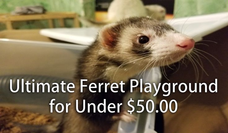 a ferret playing around for under $ 500