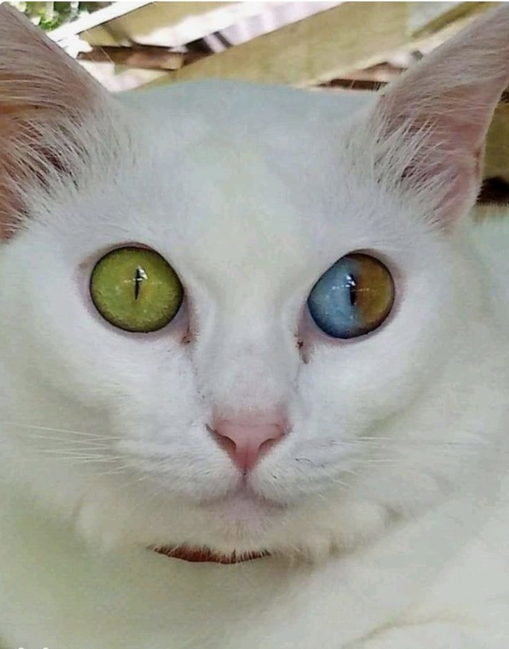 a white cat with green eyes looking at the camera