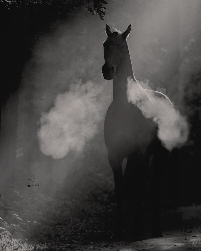 Gothic Photography, Thoroughbred Horse Racing, Vampire Goth, Horse Aesthetic, Thoroughbred Horse, Majestic Horse, Moon Painting, Dark Pictures, Black Horse