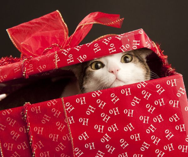 a cat peeking out from behind a red gift box