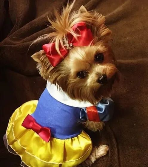 a small dog dressed up like snow white and wearing a yellow dress with red bows