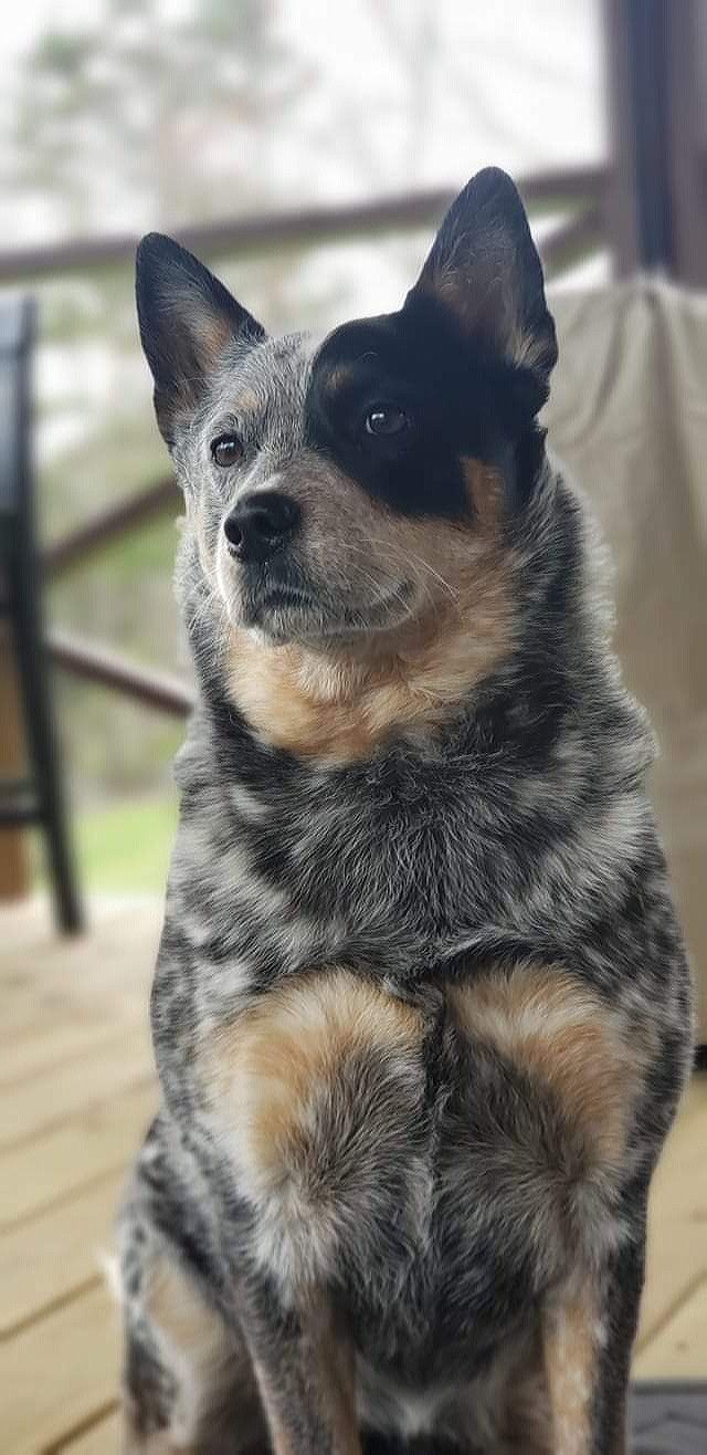 a dog sitting on top of a wooden floor