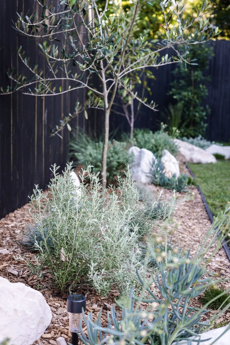 an outdoor garden with various plants and rocks in the foreground, along side a fence