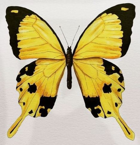 a yellow butterfly with black spots on its wings is shown in this watercolor painting