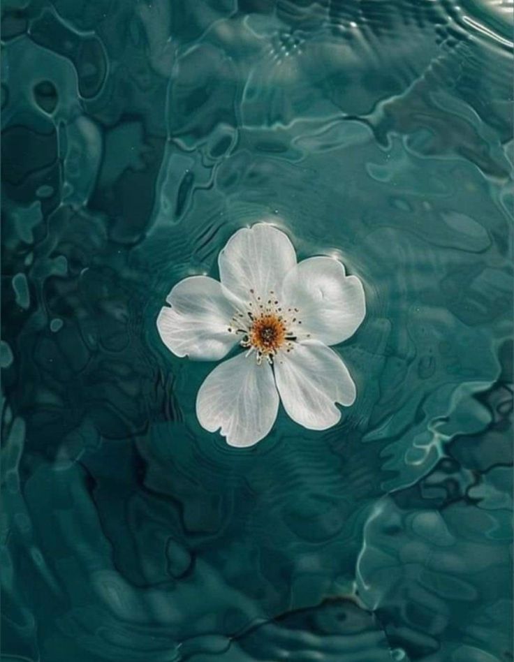 a white flower floating on top of water