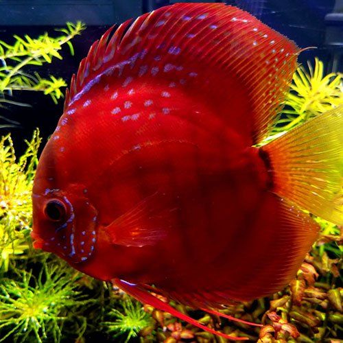 a red fish is swimming in an aquarium