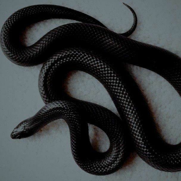 a black snake is curled up on a white surface