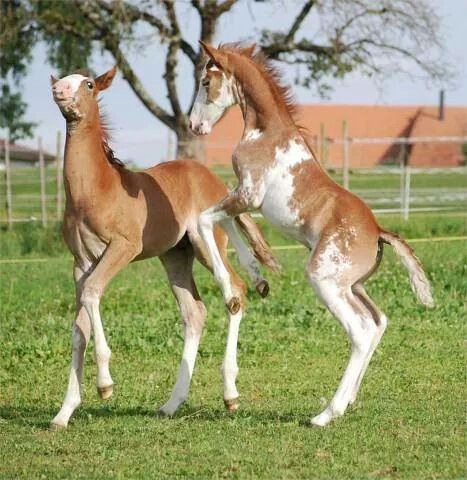 two brown and white horses standing on top of a grass covered field next to each other