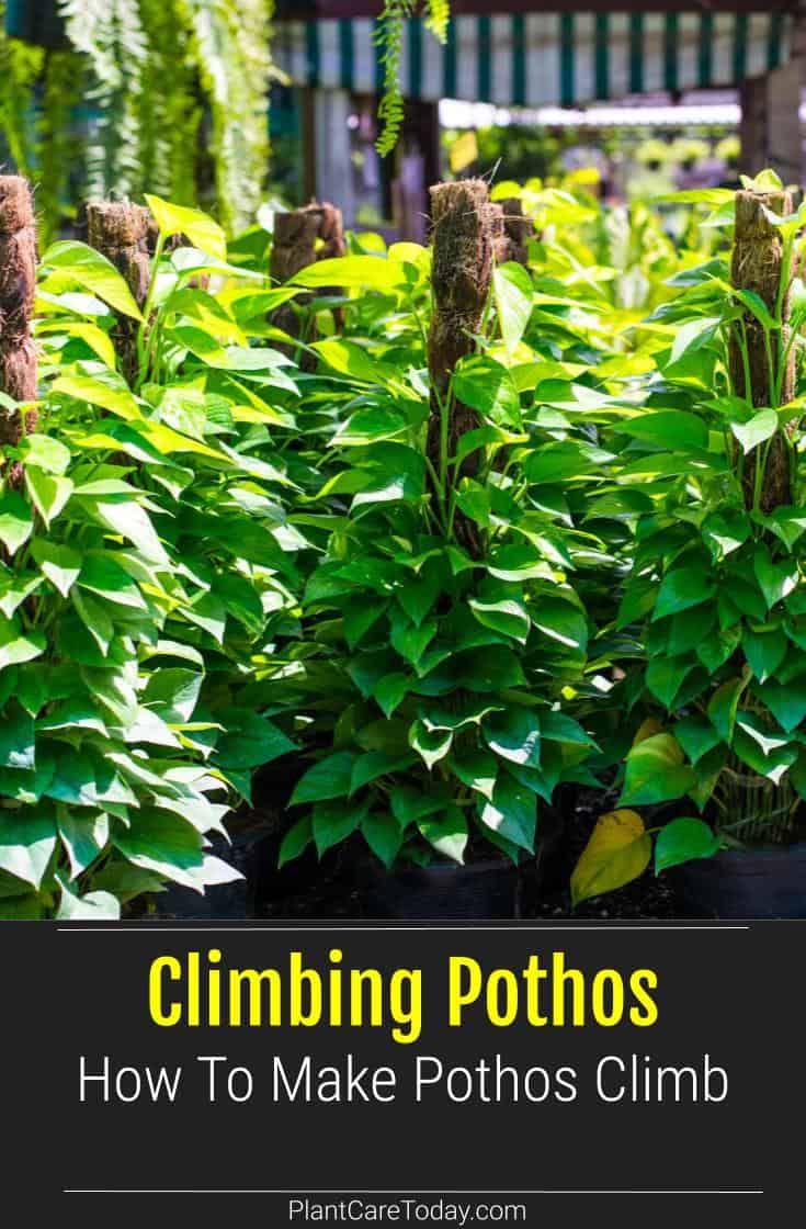 some plants that are growing in the dirt with text reading climbing photos how to make pots climb