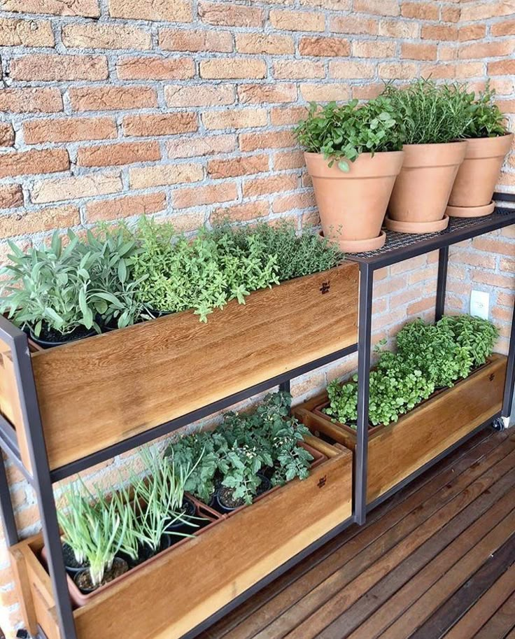 some plants are growing in pots on a shelf