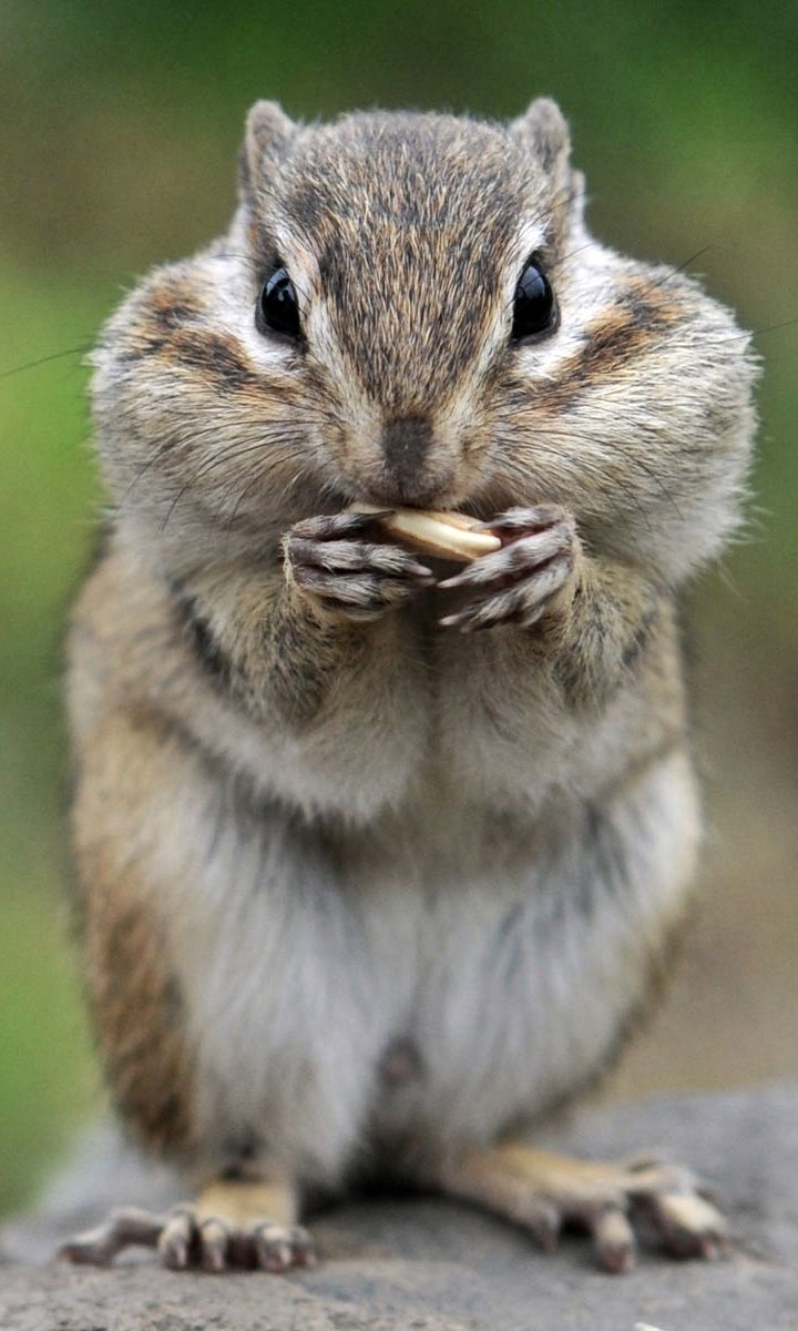 a chipmun eating something while sitting on top of a rock