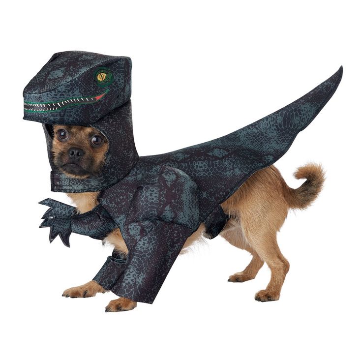 a small dog dressed in a dinosaur costume