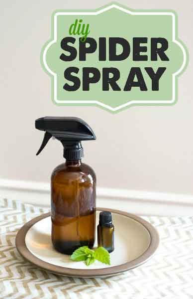 a bottle of spider spray sitting on top of a plate