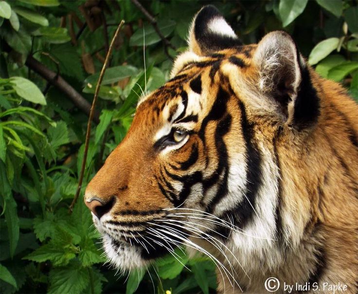 a close up of a tiger near some bushes