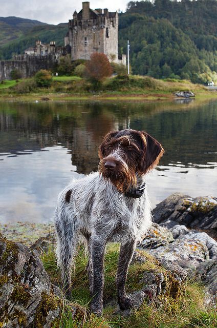 a brown and white dog standing on top of a grass covered field next to a lake