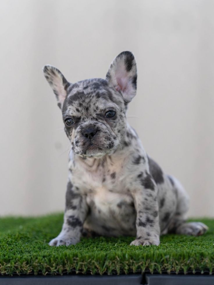 a small dog sitting on top of green grass