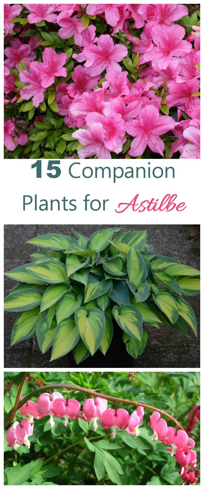 pink flowers with green leaves and the words 15 companion plants for astilbe