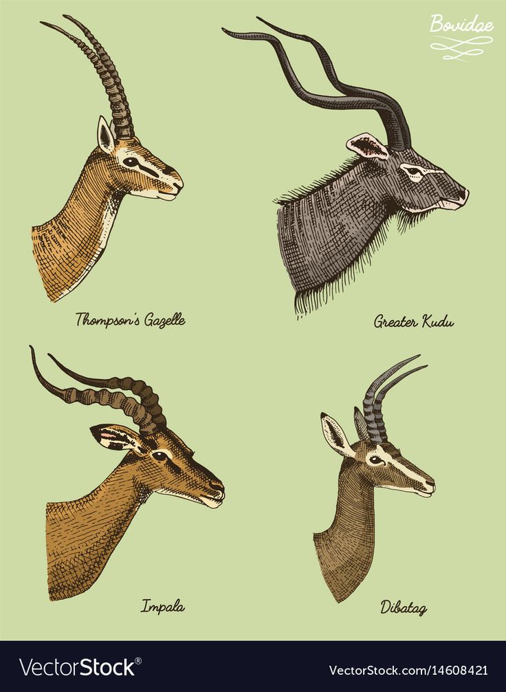 four different types of antelope heads on a green background