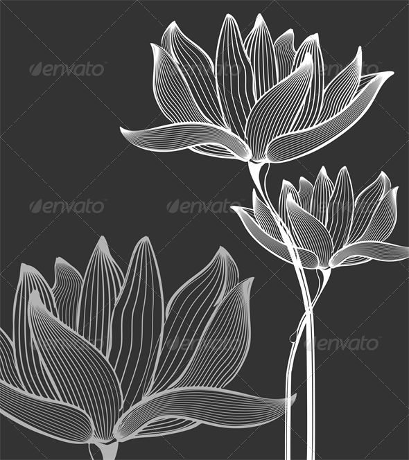 two white flowers on a black background, one is blooming and the other is budding