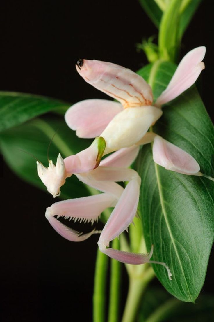 pink flowers with green leaves on black background