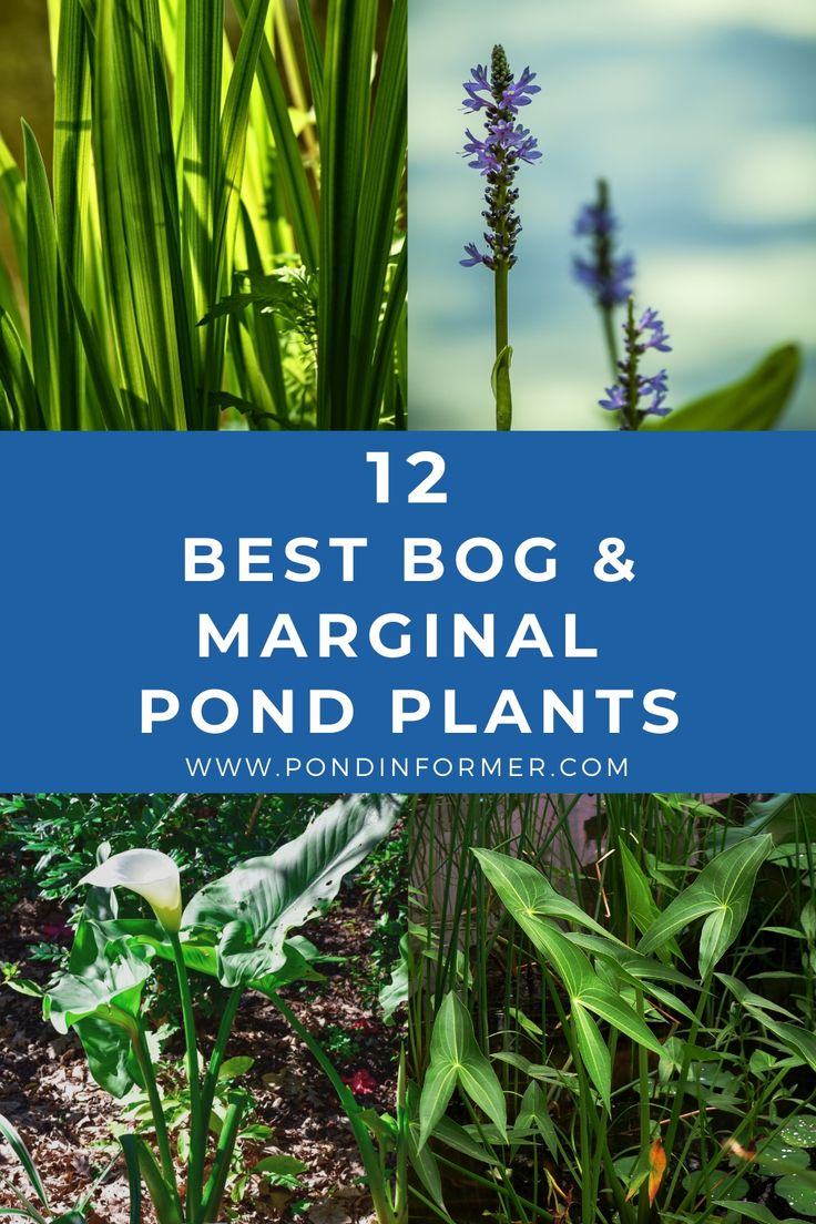 some plants that are growing in the dirt with text overlay reading 12 best bog & marginal pond plants