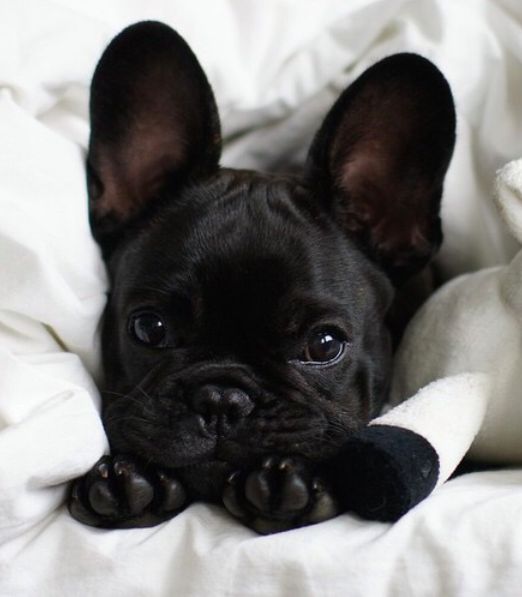 a small black dog laying on top of a bed