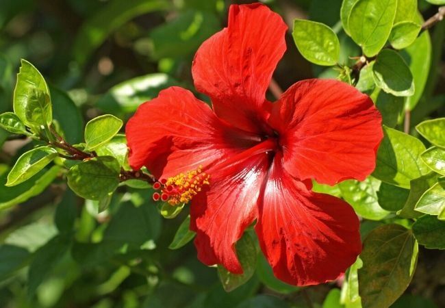 a red flower with green leaves in the background