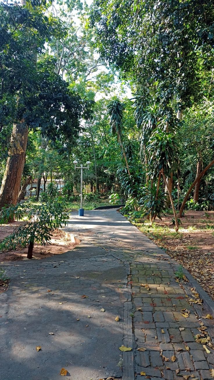 an empty sidewalk surrounded by trees and leaves