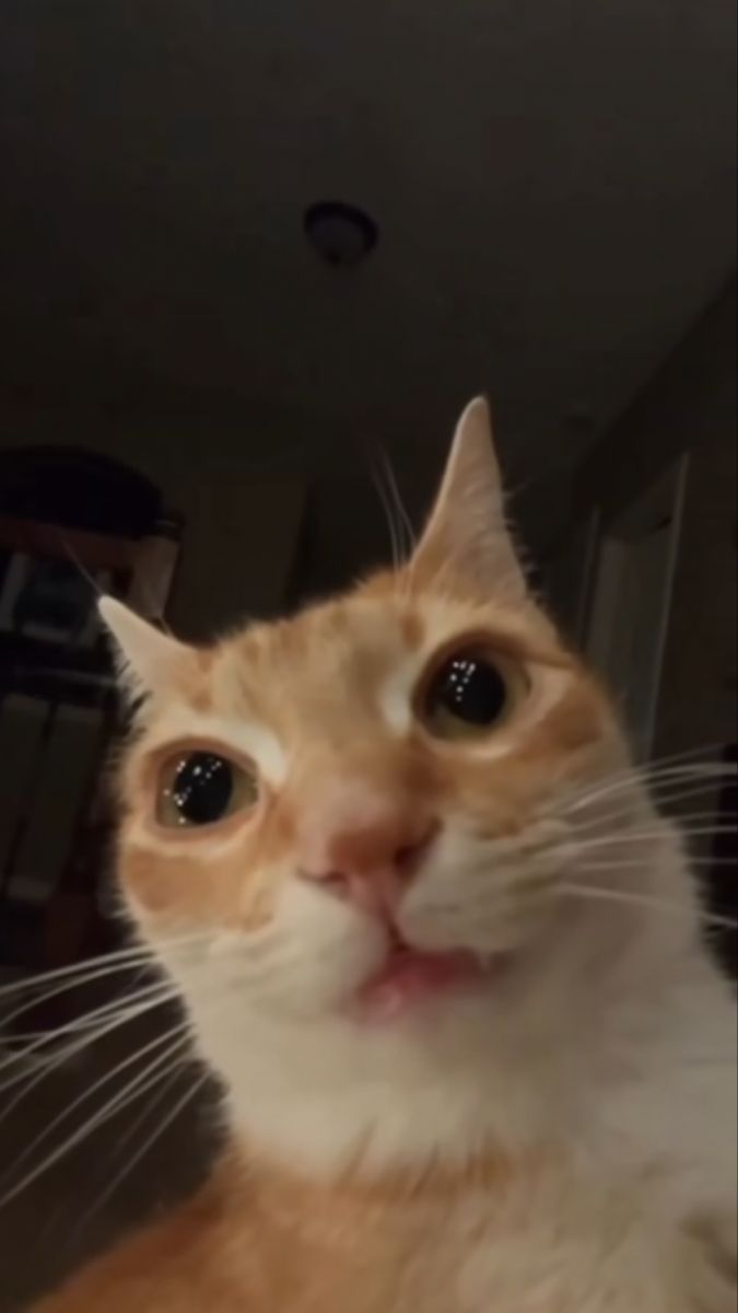 an orange and white cat looking up at the camera with its eyes wide open,