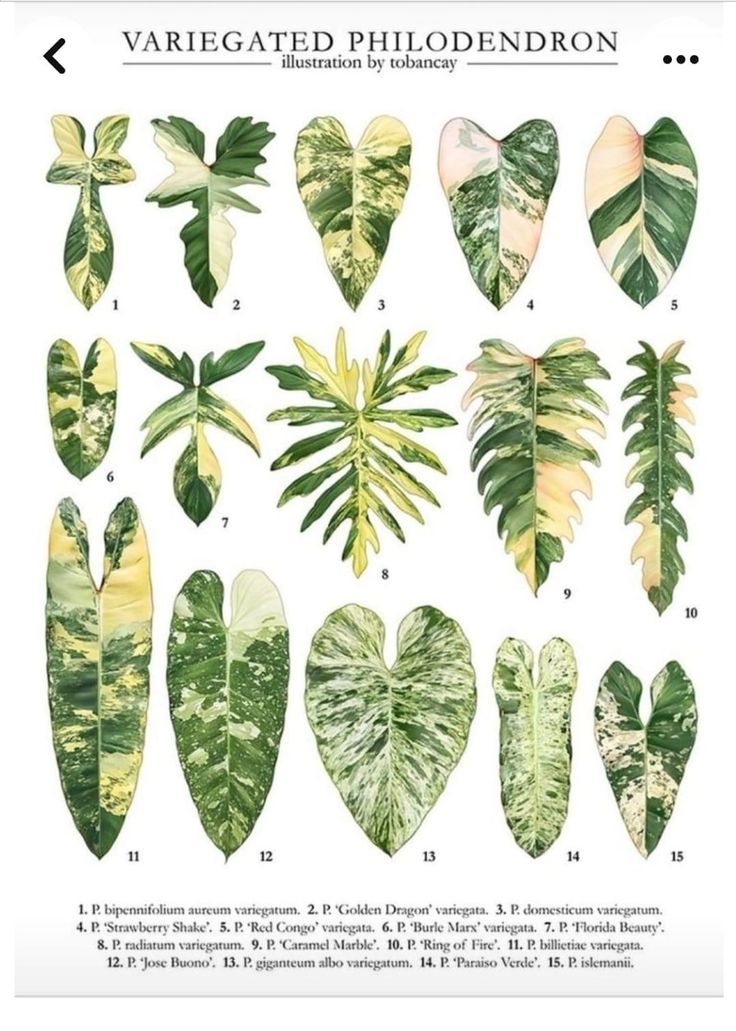 an illustrated guide to the different types of tropical plants and their leaves, with instructions on how to care for them