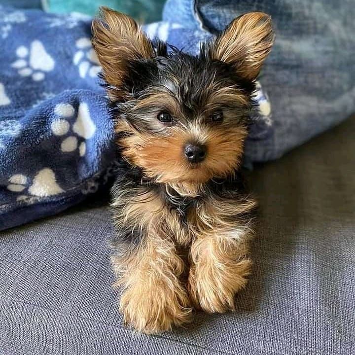 a small brown and black dog sitting on top of a couch