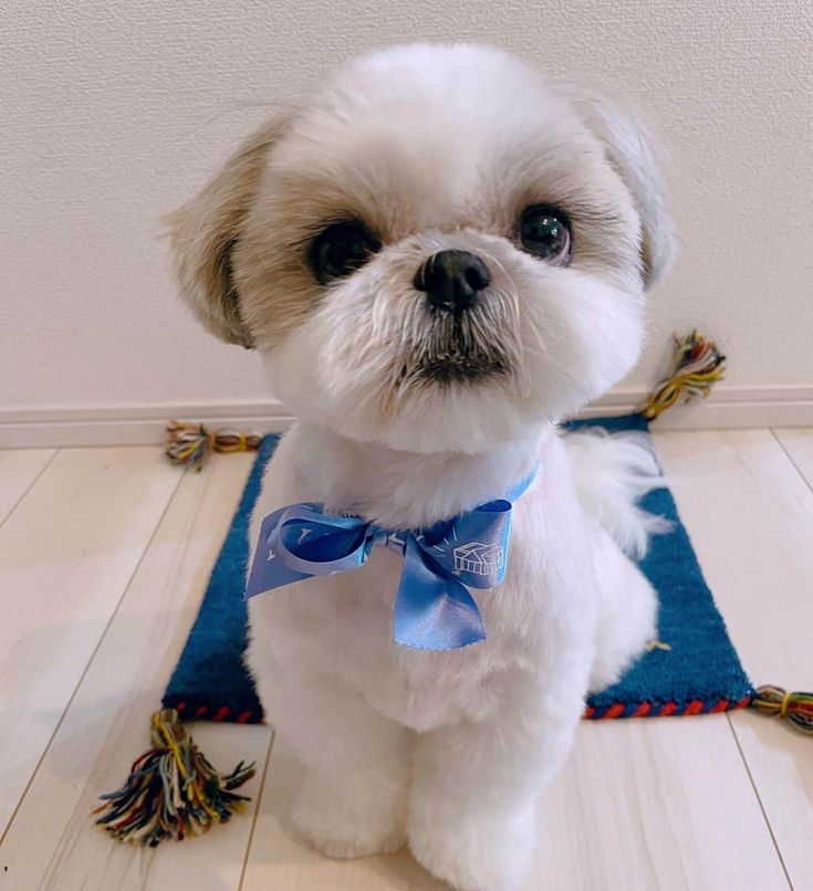 a small white dog wearing a blue bow tie