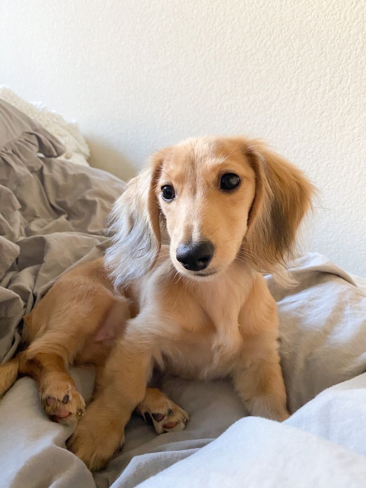 a brown and white dog laying on top of a bed