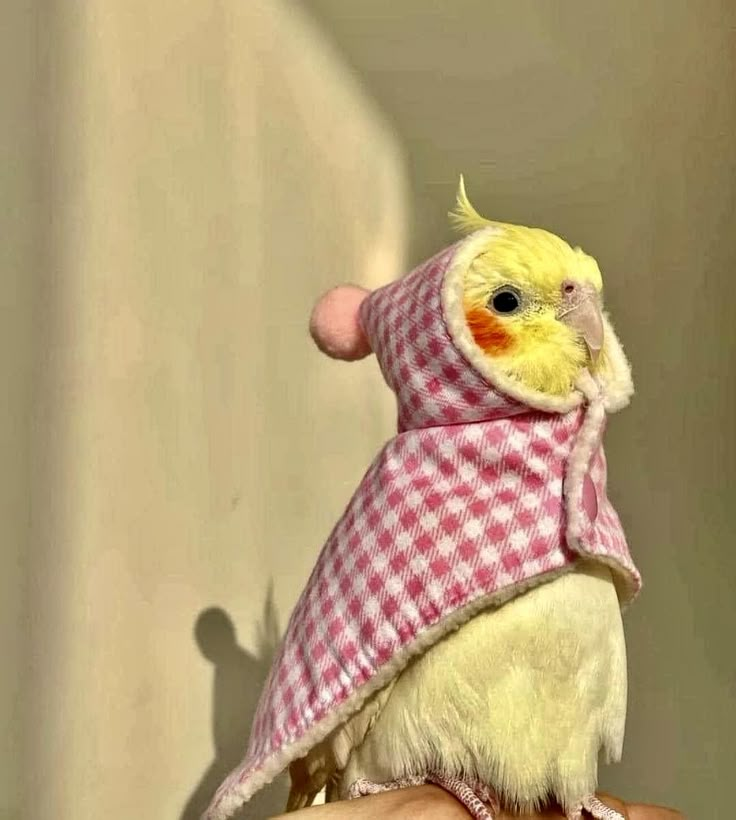 a small yellow bird wearing a pink and white checkered coat on its head, sitting on someone's hand